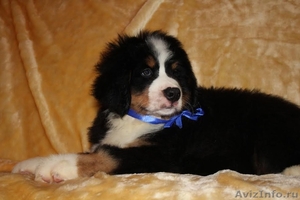 красивые щенки бернского зенненхунда #1214391