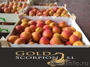 Продаем абрикос из Исапнии #1406259