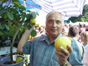 Лимонарий на окне. #1740