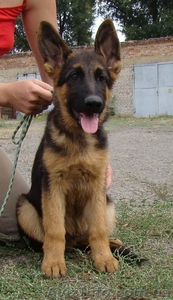 немецкая овчарка #1138