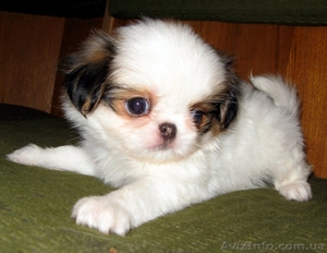 Японский хин в Одессе #1731