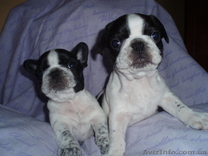 Французские бульдоги,  щенки #1465