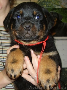 Ротвейлер.щенки #1920