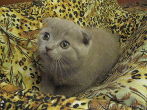 Продам котят Скотиш Фолд и Скотиш Страйт #1982