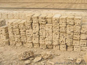 ракушечник крымский #1824