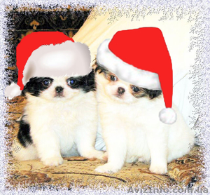 Японский хин #2476