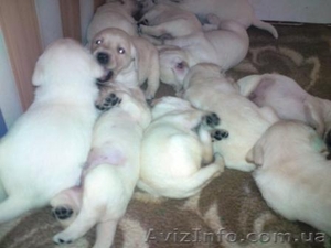 Щенки Лабрадора #2445