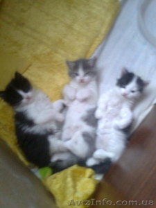 Подарю котят в хорошие руки #2215