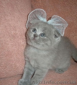 Британские и Шотландские вислоухие плюшевые котята #2550