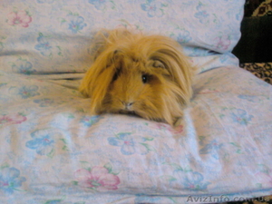 Самцы морской свинки для вязки #2312