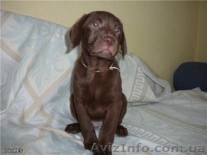 ЛАБРАДОР   ШОКОЛАДНОГО ОКРАСА #5959