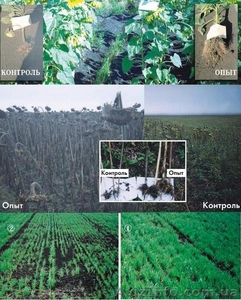 Собственное производство удобрений без химии,  пестицидов,  ГМО. #4038