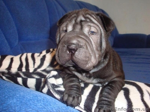 Продам щенков Шар-пея!!! #5942