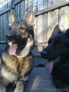 щенки немецкой овчарки чёрного и зоннарного окраса #3267