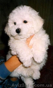БИШОН ФРИЗЕ щенки #6154