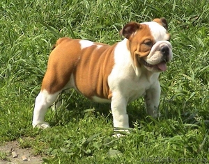 Животные #3800