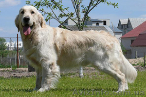 Голден Ретривер из питомника Long Life  #5831