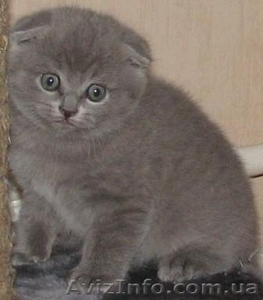 Котенок шотландский вислоухий #3830