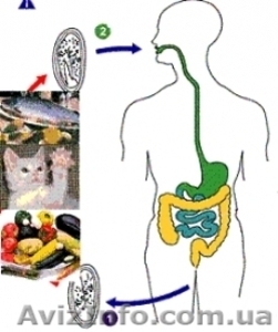Очистка организма #3822