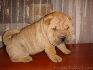 Шикарные шарпеи! #6133