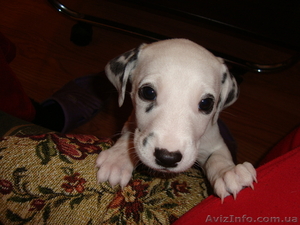 цуцики далматина #6155