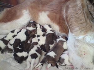 Щенки Московской сторожевой. #4757