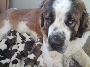 щенки московской сторожевой #5224