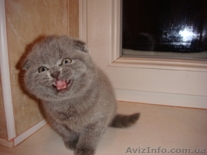 Шотланндские котята #5092