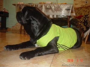 Продам щенков мастино-наполетано) #5129