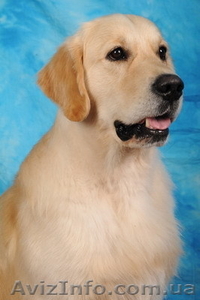 Помогите! Пропала собака! #5263