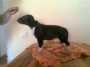 БУЛЬТЕРЬЕР ЩЕНКИ #6069