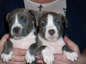 Американский Стаффордширский Терьер #5832