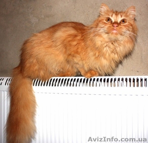 отдам в хорошие руки  Одесса #5330