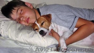 Питомник Спирит Дриим-БИГЛЬ и ДЖЕК РАССЕЛ-щенки #4460