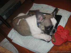 Продам французский бульдог #3588