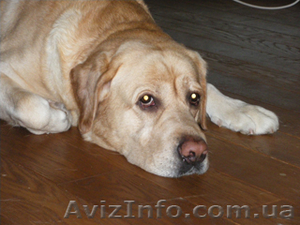 Красавчик лабрадор-ретривер палевого окраса ищет невест для вязки #5541