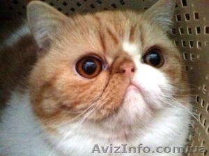 Вязка. Экзот ищет невесту #6166