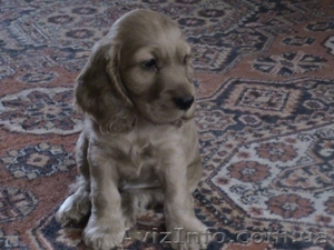 Английский кокер спаниель #5152
