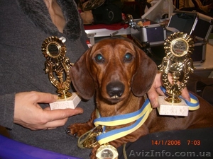 Такса карликовая короткошерстная #4435