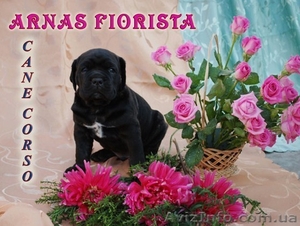 Щенки кане-корсо #4500