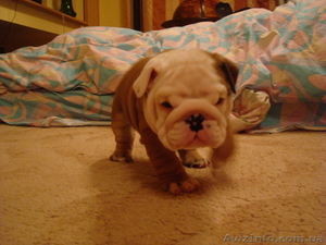 Английский бульдог #5021