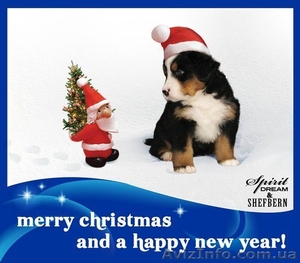 Бернский зенненхунд-лучшая порода Мира-щенки Киев #4033