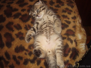 Шотландский вислоухий пятнистый котёнок #4768