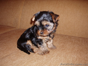 Йоркширские терьерчики кукольная мордочка #4483