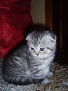 Котята Шотландской вислоухой #5486
