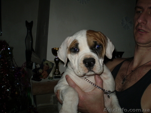 Кобель американского бульдога 2.5 месяца #3400