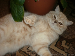 Вязка. Кот,  Британской породы,  ищет кошку. #6182