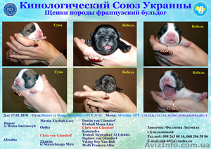 щенки французского бульдога #6068