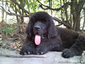щенки ньюфаундленда #5576