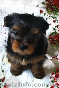 Щенки Йоркширского терьера,  Киев 1100-1600 уе. #5845
